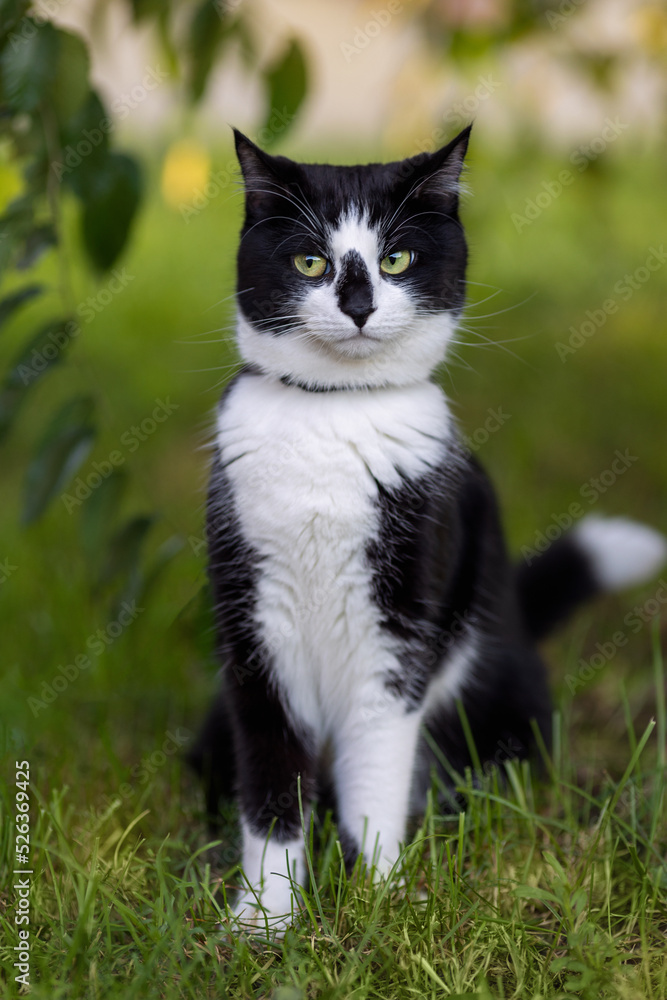 A cute black and white cat sits near a tree. A cute black and white cat sits near a tree.