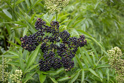 Dwarf elder, Sambucus ebulus medicinal plant with black berries growing in the summer, autumn garden