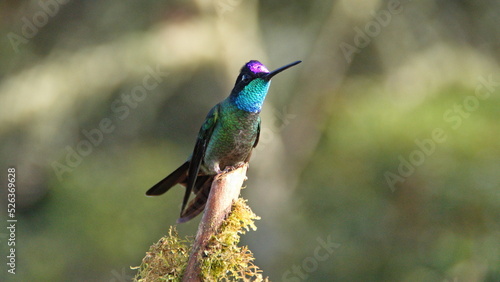 Talamanca hummingbird (Eugenes spectabilis) perched on a branch at the high altitude Paraiso Quetzal Lodge outside of San Jose, Costa Rica