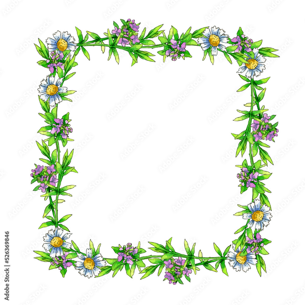 square frame of watercolor thyme flowers on a white background.