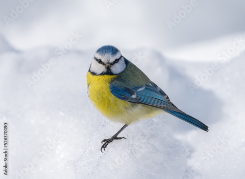 The blue tit bird, Parus caeruleus, stands on a snow hummock among a snowdrift