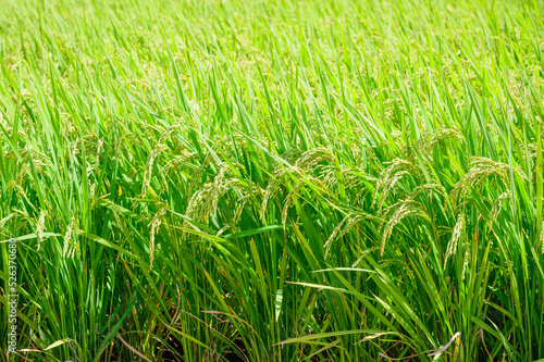 Korean traditional rice farming. Korean rice farming scenery. Korean rice paddies.Rice field and the sky in Ganghwa-do, Incheon, South Korea.