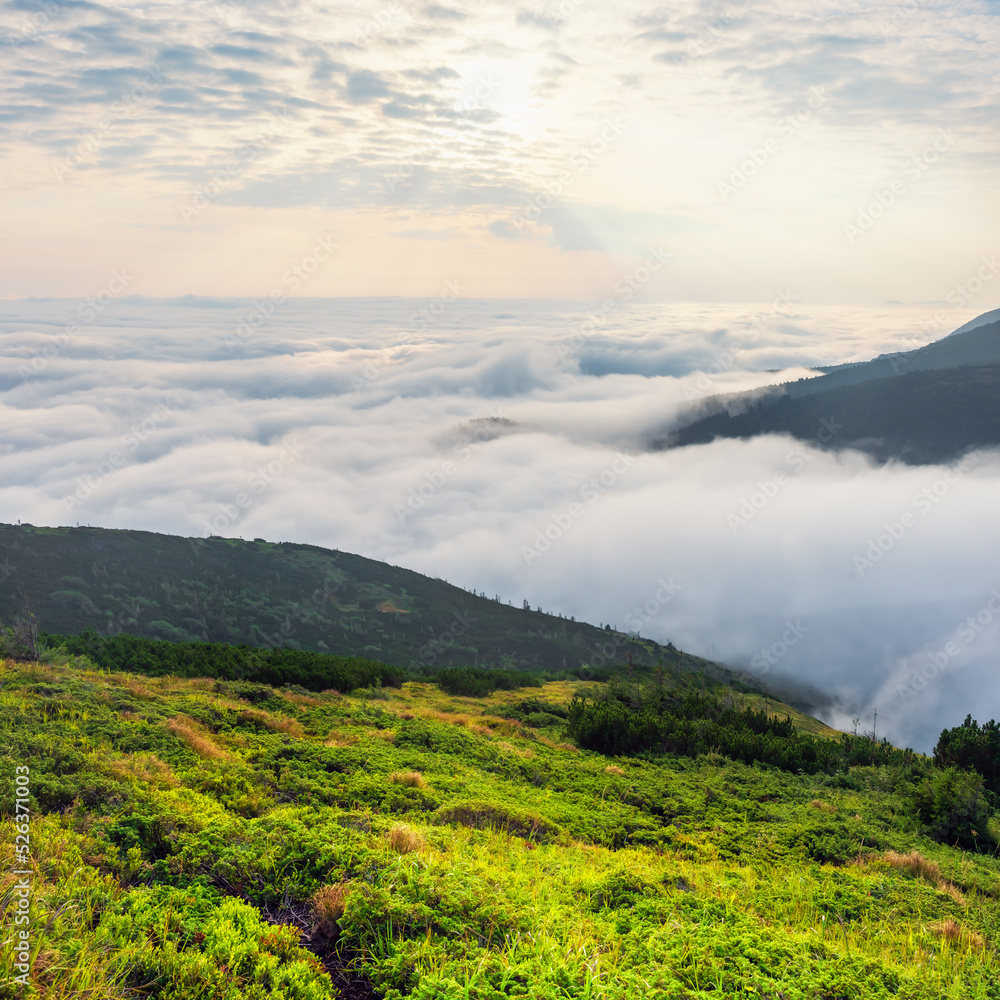 Naklejka premium Bright Carpathian landscape in the morning light. Beautiful landscape with clouds, forest, sky. Carpathians, Ukraine, Europe
