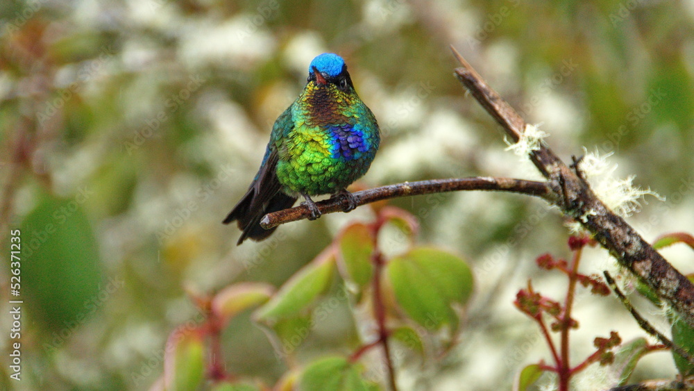 Fiery-throated hummingbird (Panterpe insignis) perched on a branch at the high altitude Paraiso Quetzal Lodge outside of San Jose, Costa Rica