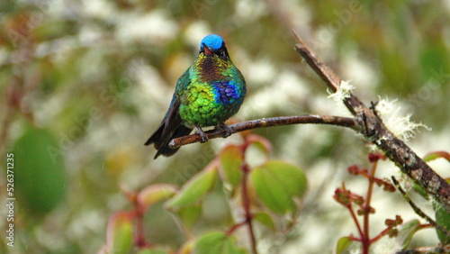 Fiery-throated hummingbird (Panterpe insignis) perched on a branch at the high altitude Paraiso Quetzal Lodge outside of San Jose, Costa Rica