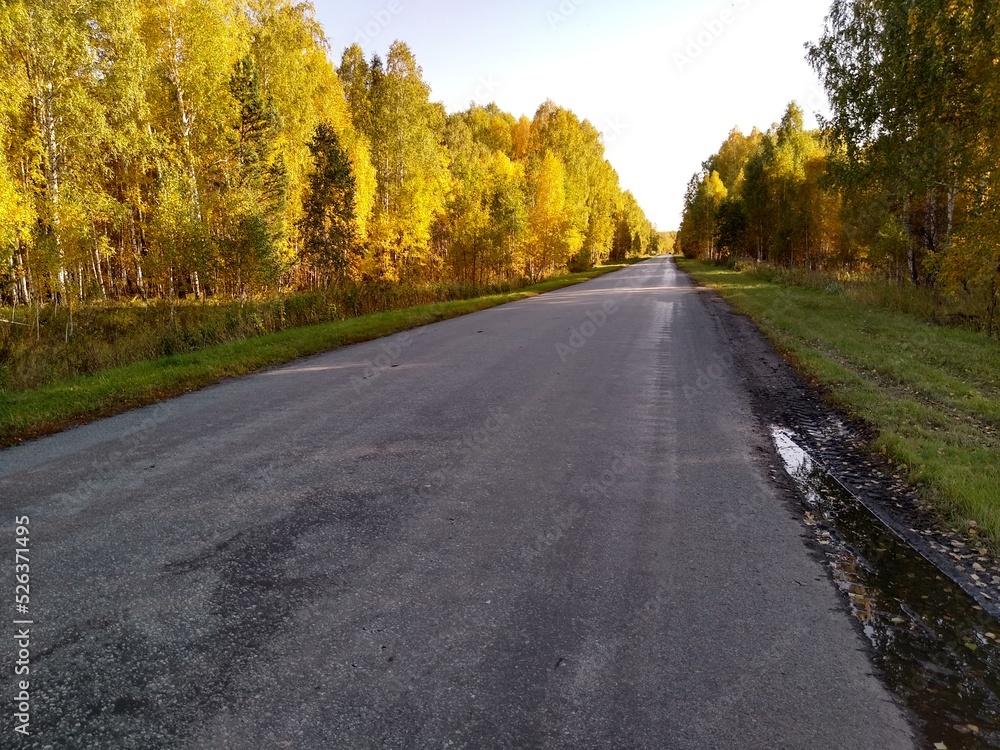 an asphalt road in an autumn forest with a blue sky an asphalt road in an autumn forest with a blue sky