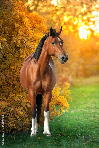 Horse in orange autumn trees