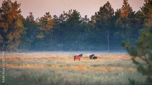 Wild horse herd standing on pasture in sunrise fog © kwadrat70