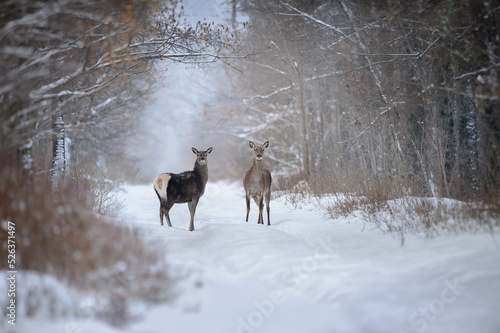 Photography Deers in winter forest