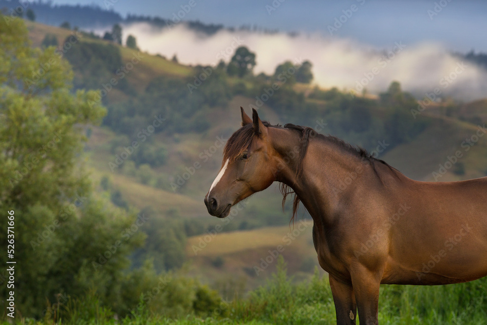 Obraz premium Horse on pasture in mountain landscape