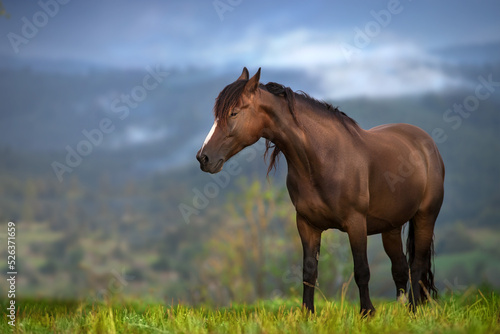 Horse on pasture in mountain landscape