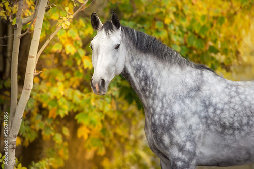 White  horse portrait standing against fall yellow trees