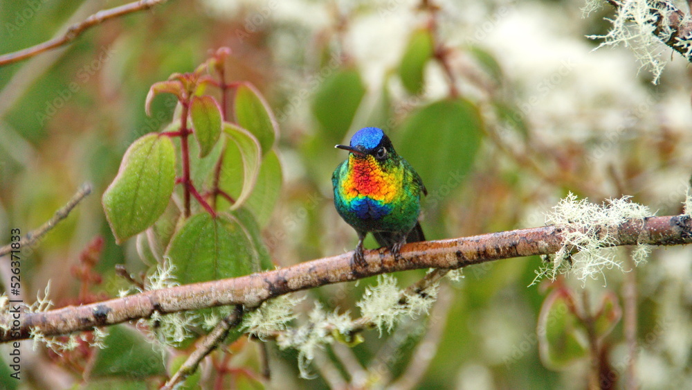 Fiery-throated hummingbird (Panterpe insignis) perched on a branch at the high altitude Paraiso Quetzal Lodge outside of San Jose, Costa Rica Fiery-throated hummingbird (Panterpe insignis) perched on a branch at the high altitude Paraiso Quetzal Lodge outside of San Jose, Costa Rica