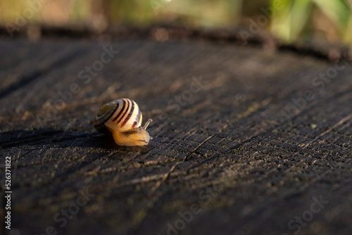snail shell 