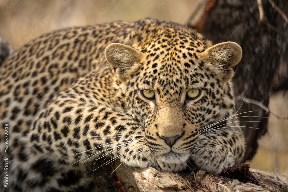 Leopard lying in a tree Leopard lying in a tree