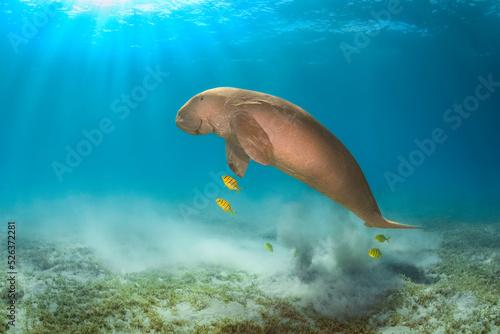 Big rare dugong male or sea cow in the deep blue of Red Sea in Egypt