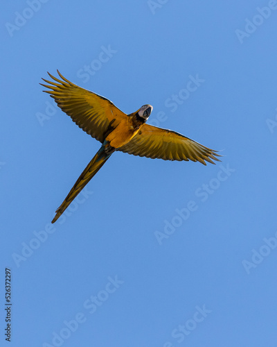A Blue-and-yellow Macaw in flight.  Species Ara ararauna also know as Arara Canide. It is the largest South American parrot. Birdwatching. Bird lover. Birding. © Fernando Calmon