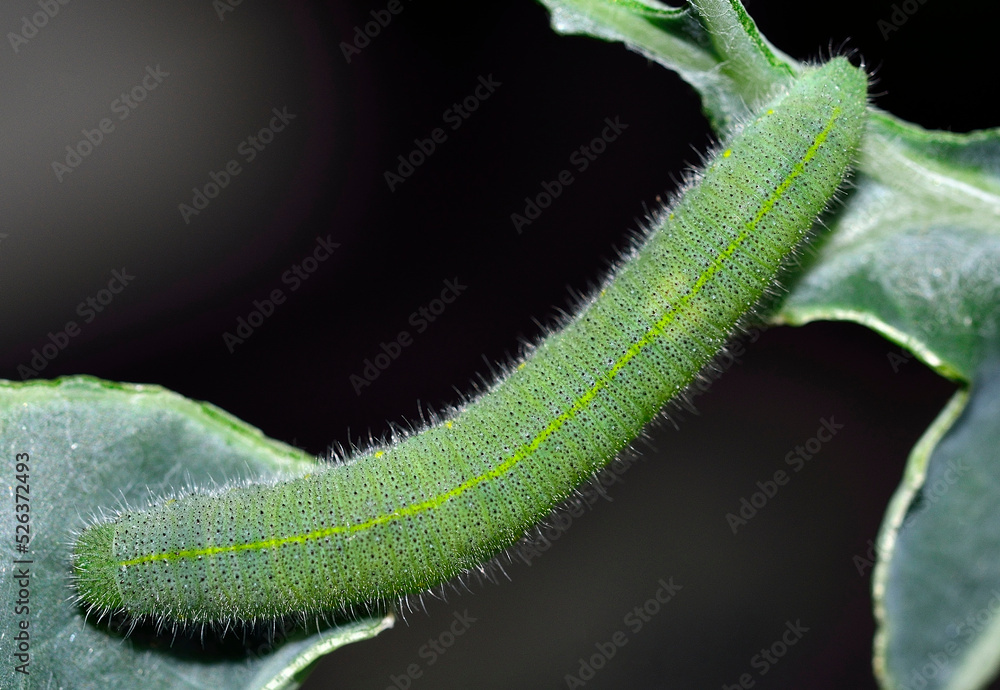 Naklejka premium Cabbage Worm