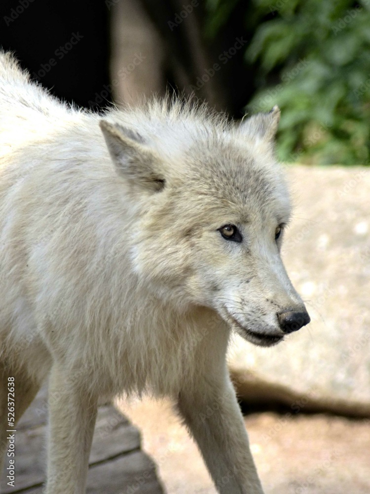 Amnéville Zoo, August 2022 - Magnificent Arctic wolf Amnéville Zoo, August 2022 - Magnificent Arctic wolf