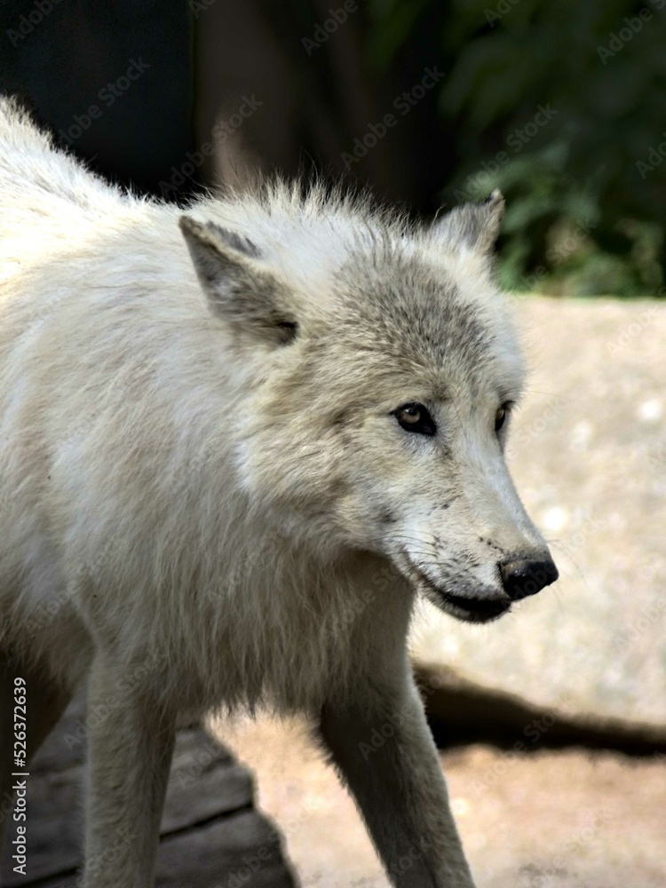 Amnéville Zoo, August 2022 - Magnificent Arctic wolf Amnéville Zoo, August 2022 - Magnificent Arctic wolf
