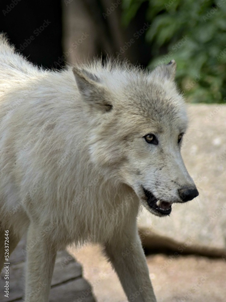 Amnéville Zoo, August 2022 - Magnificent Arctic wolf Amnéville Zoo, August 2022 - Magnificent Arctic wolf