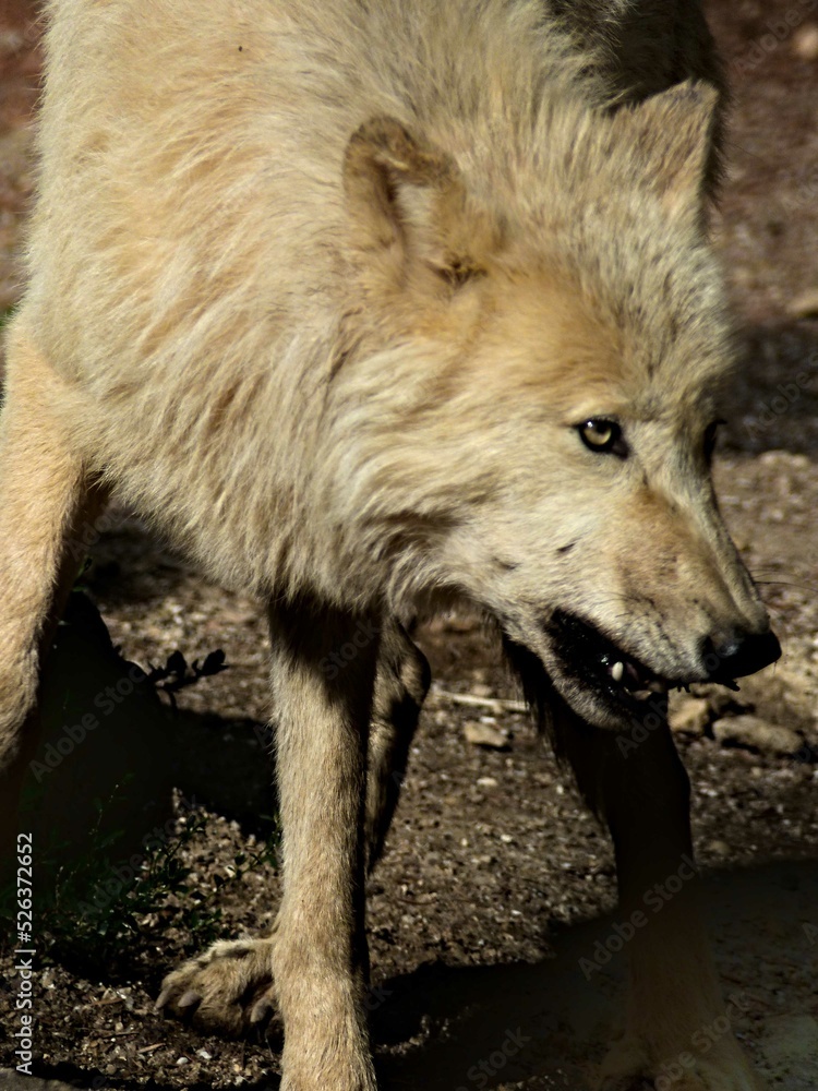 Amnéville Zoo, August 2022 - Magnificent Arctic wolf Amnéville Zoo, August 2022 - Magnificent Arctic wolf