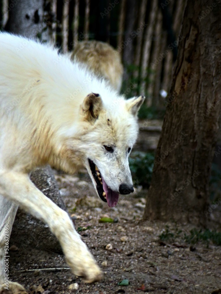 Amnéville Zoo, August 2022 - Magnificent Arctic wolf Amnéville Zoo, August 2022 - Magnificent Arctic wolf