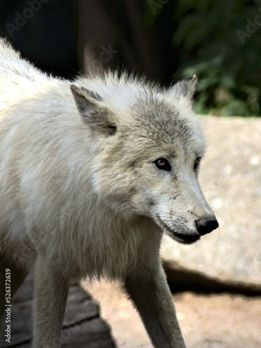 Amn  ville Zoo  August 2022 - Magnificent Arctic wolf 