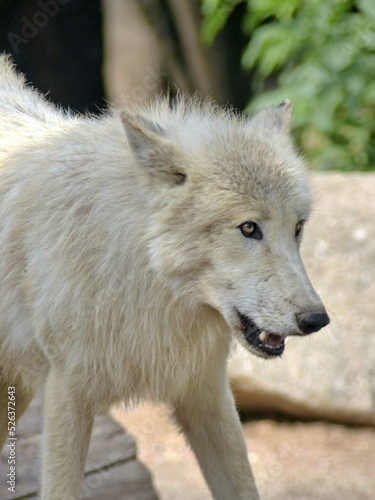 Amn  ville Zoo  August 2022 - Magnificent Arctic wolf 