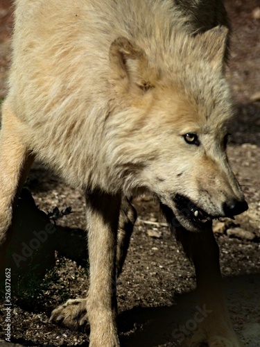 Amn  ville Zoo  August 2022 - Magnificent Arctic wolf 