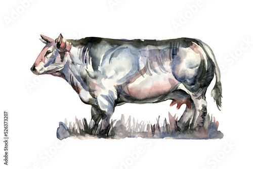 A muscular Belgian blue cow. Meat breed. Color illustration on a white background. Traced watercolor. photo