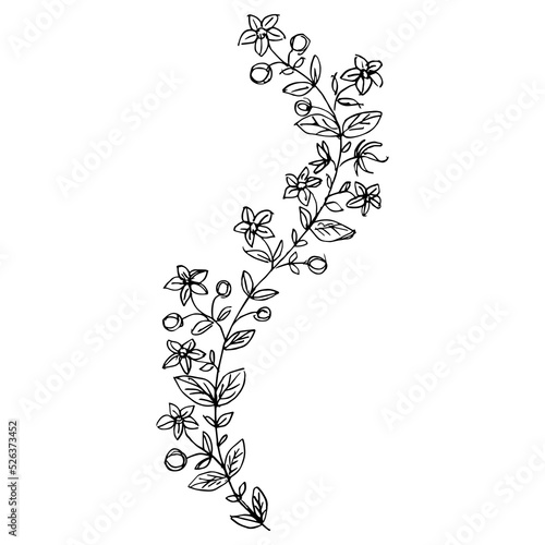 Blooming floral branch. Folk style. Illuminated manuscript motif. Hand drawn sketch. Black and white silhouette.