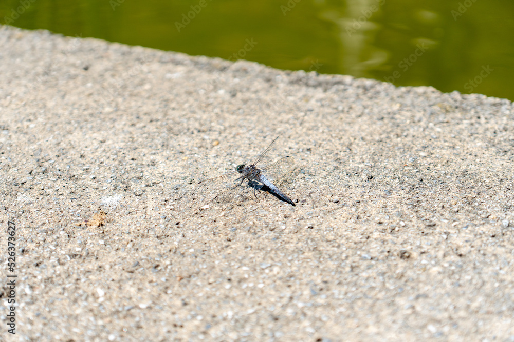 Libelle sitzt auf Stein bei Wasser mit verschwommenem Hintergrund Libelle sitzt auf Stein bei Wasser mit verschwommenem Hintergrund