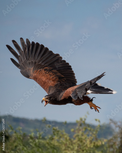 Adler im Sturzflug