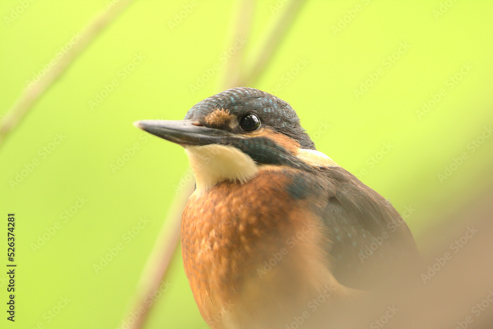 Obraz premium Eisvogel