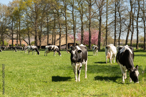 Holstein Friesian (black and white) cows in the pasture in early spring.