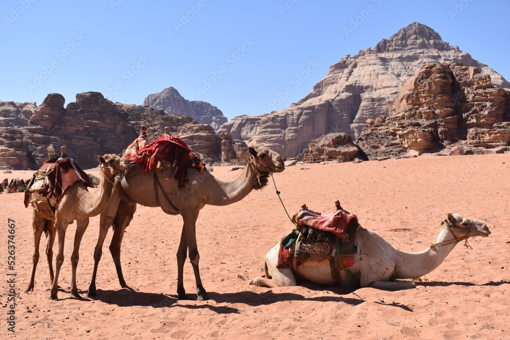 Fototapeta premium camels
