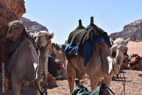 camels © Benjamin