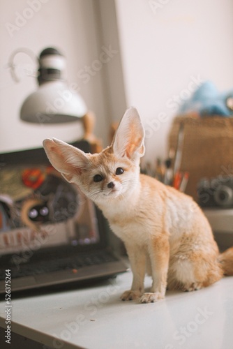 cat and mouse