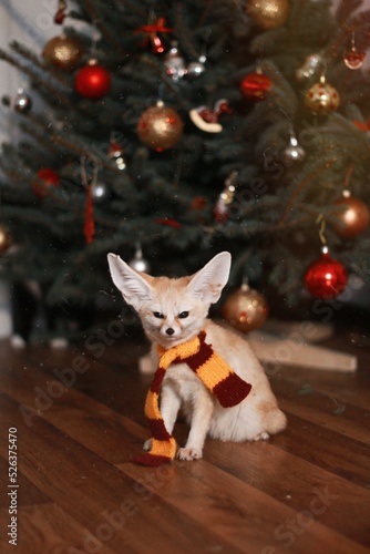 fox and christmas tree