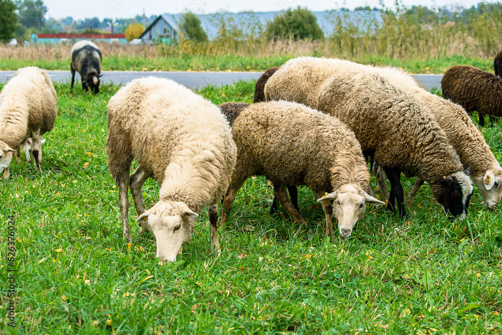 Domestic white and brown sheep eat green grass in meadow. Farm cattle graze on pasture. Domestic white and brown sheep eat green grass in meadow. Farm cattle graze on pasture.