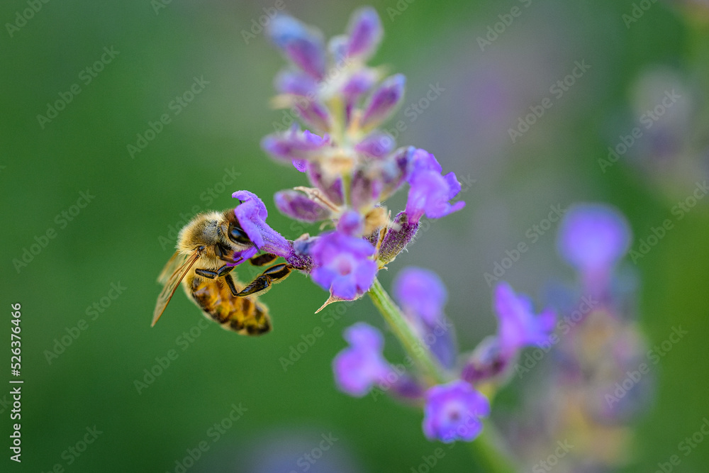bee on flower bee on flower