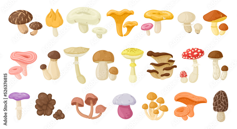 Cartoon edible and poisonous mushrooms, autumn forest plants. Seasonal mushroom food, chanterelle, champignon and fly agaric flat vector illustration set. Natural organic mushrooms Cartoon edible and poisonous mushrooms, autumn forest plants. Seasonal mushroom food, chanterelle, champignon and fly agaric flat vector illustration set. Natural organic mushrooms