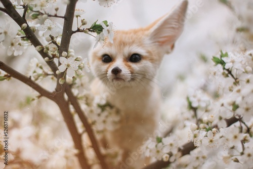 fox and flower