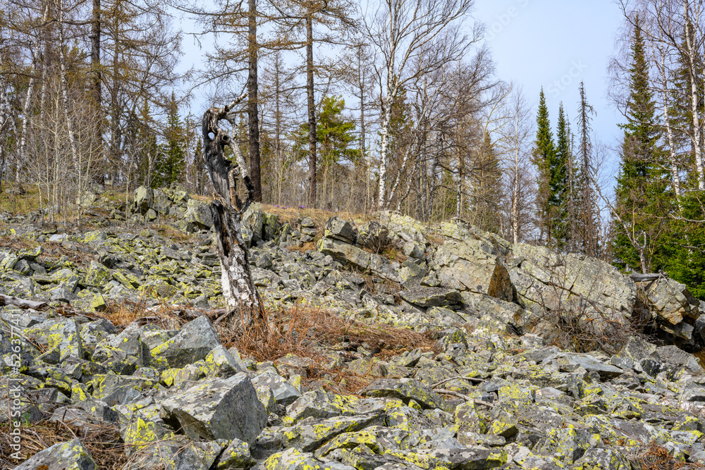South Ural kurumnik, stones, cobblestones, moss with a unique landscape, vegetation and diversity of nature. South Ural kurumnik, stones, cobblestones, moss with a unique landscape, vegetation and diversity of nature.