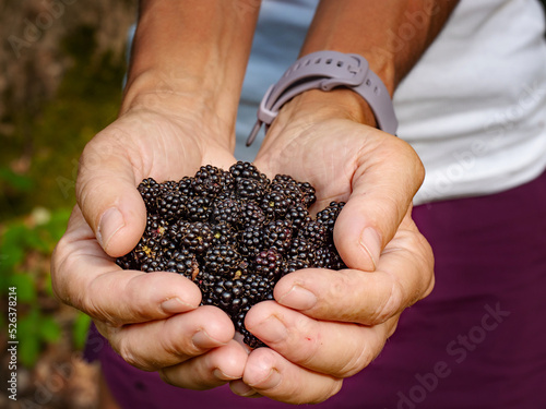 Palms full of fresh blackberries. The woman stretches out her hands