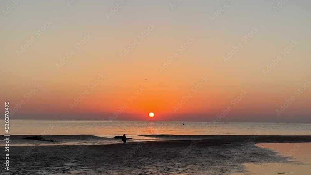 Bird Silouette at the beach on suset Bird Silouette at the beach on suset