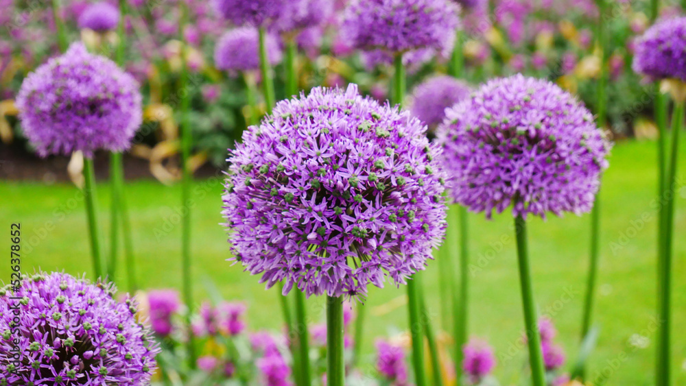 Obraz premium lavender flowers in the garden