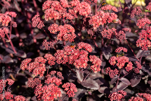 Obraz na płótnie Hylotelephium telephium (Sedum telephium) w salonie
