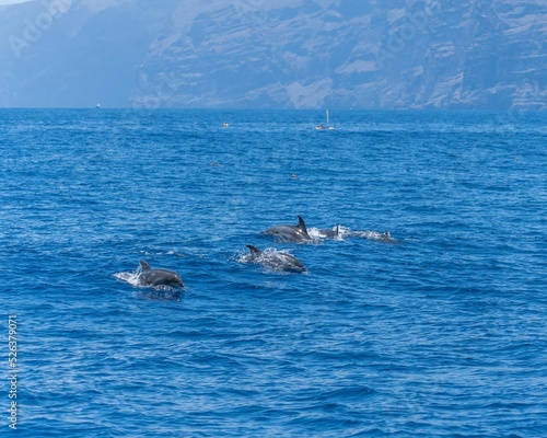 Rough-toothed dolphins swimming in the ocean photo